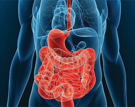 Символ гармоничной работы ЖКТ